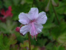 Geranium x cantabrigiense 'Biokovo'  bestellen